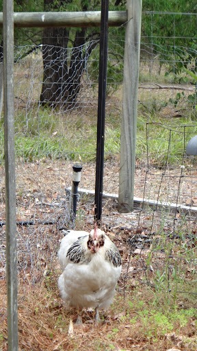 Matron - One Of The Chooks In Gelorup